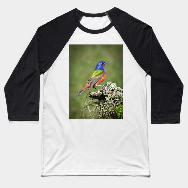 Painted Bunting Male Bird in Florida Baseball T-Shirt by candiscamera